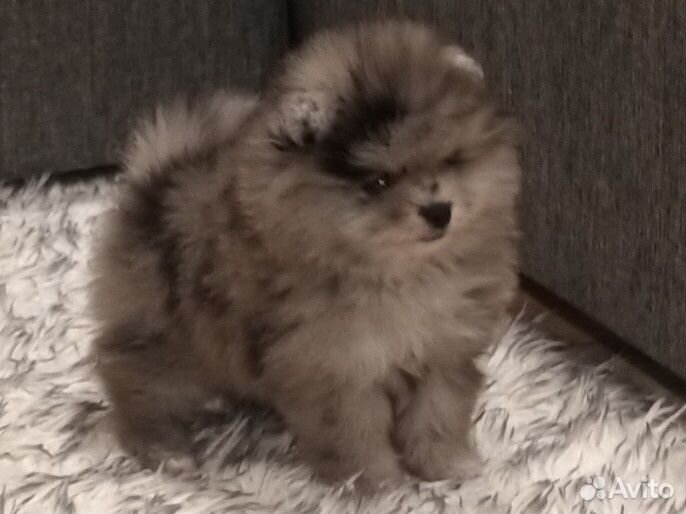 Померанский шпиц мерль