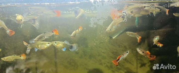 Аквариумные рыбки гуппи