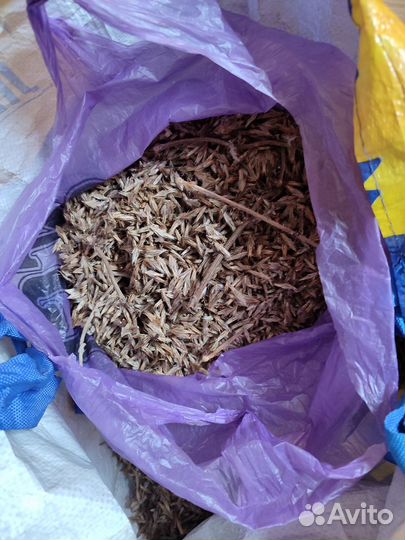 Мордовии шароголовый