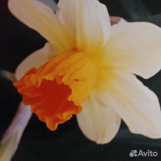 Луковицы сортовых нарциссов в миксе