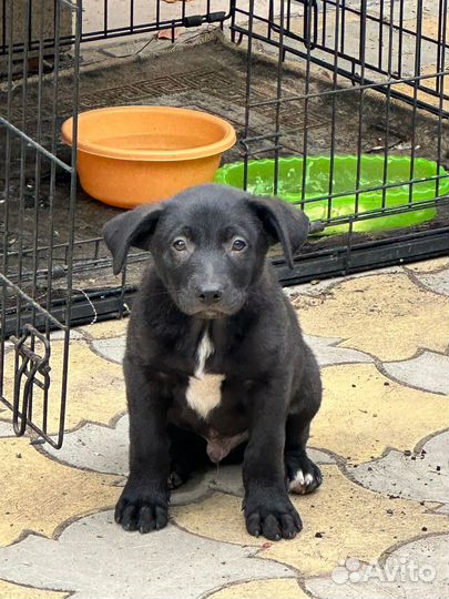 Собакаи барабаки