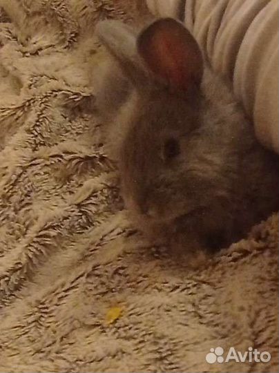Кролики декоративные
