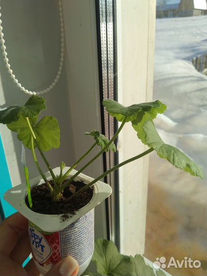 Красная розебудная герань