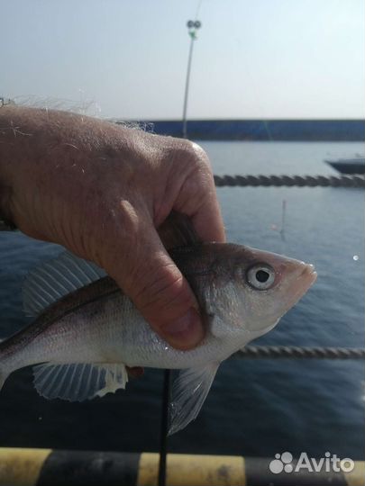 Морские прогулки рыбалка