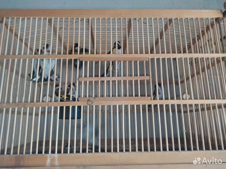 Птицы щегол