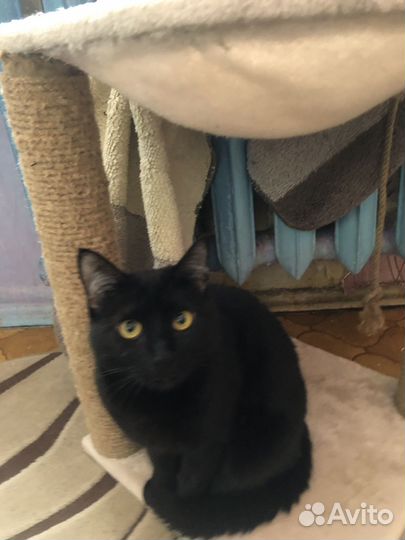 Кошечка Пантера