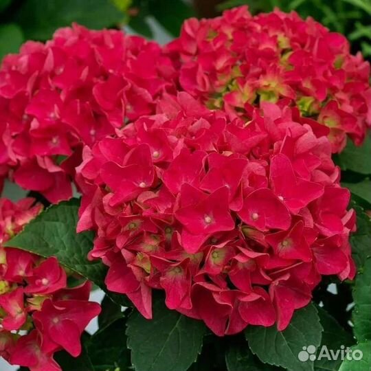 Гортензия крупнолистная в горшке