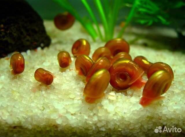 Аквариумные рыбки