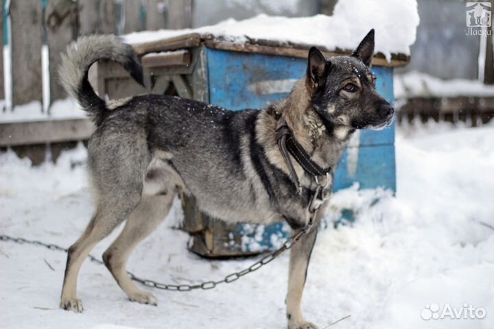 Активный Чаки