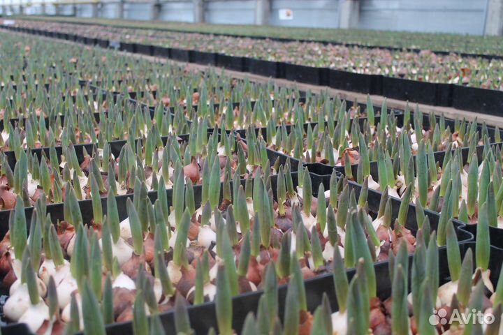 Луковицы тюльпанов оптом 12+ и 14+ для выгонки