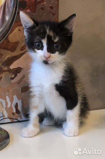 Красивые котята