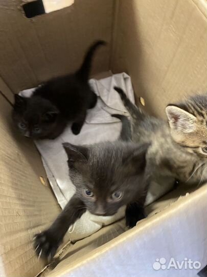 Котята в добрые руки бесплатно