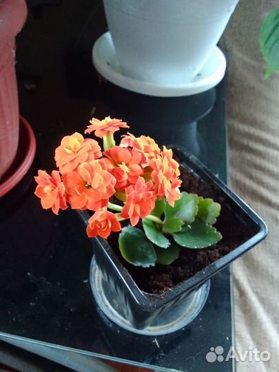 Каланхоэ цветущий