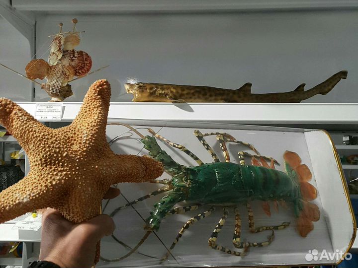 Рында штурвал корал рыба ракушка морские сувениры