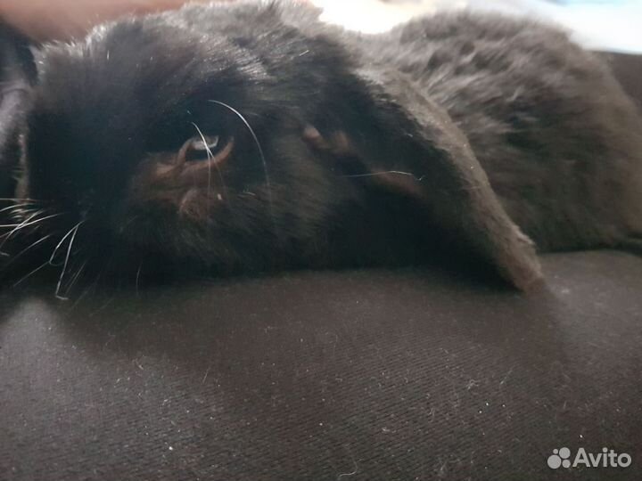 Мини гостиница для кроликов