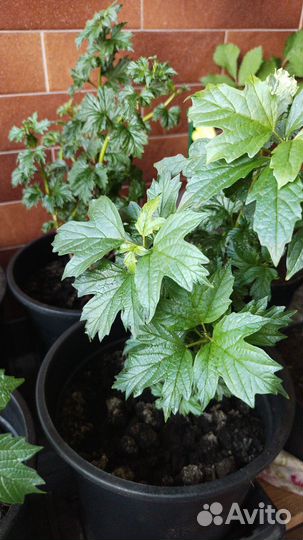 Калина бульденеж