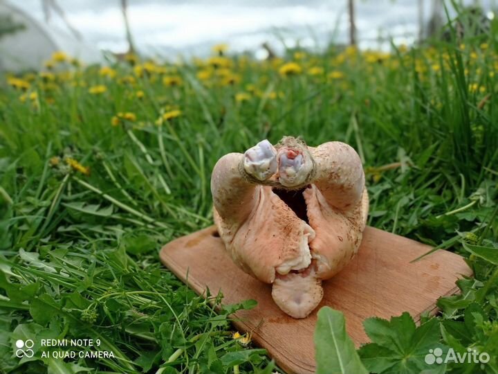 Фермерская домашняя курица ECO, цыпленок зерновой