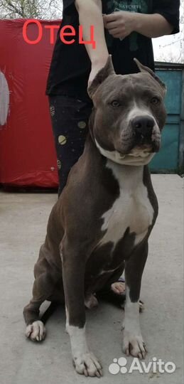 Питбуль щенки