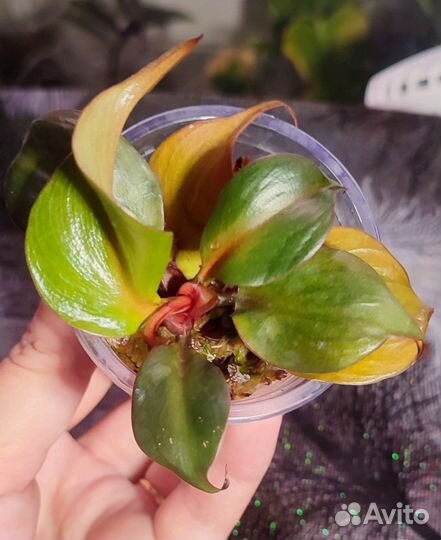 Комнатные цветы