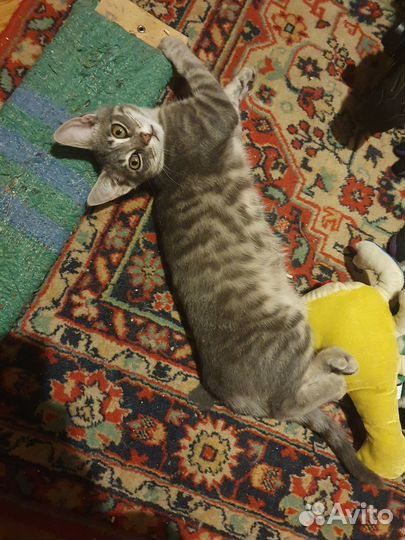 Отдам в добрые руки