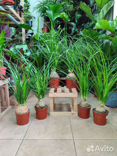 Нолина Бокарнея