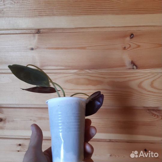 Алоказия cuprea red