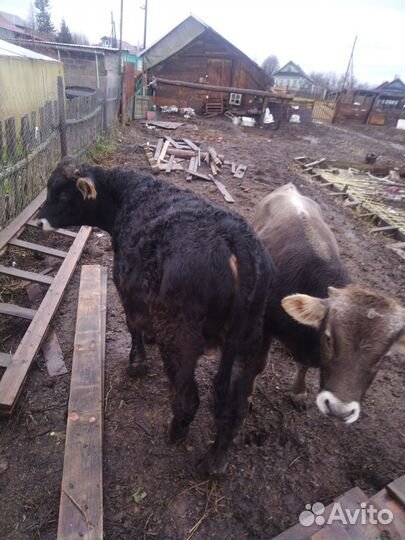 2бычка на откорм