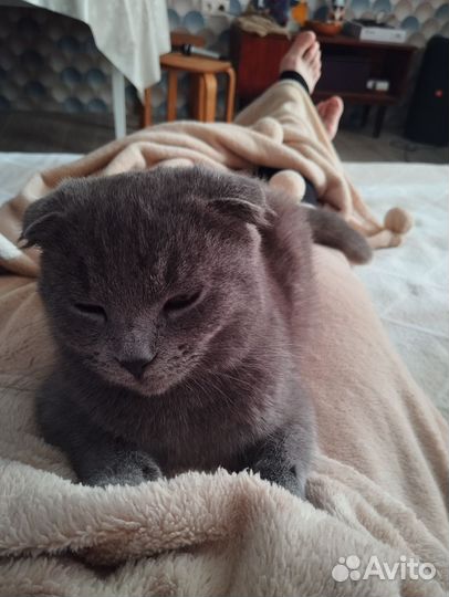 Котята от домашней кошки британки