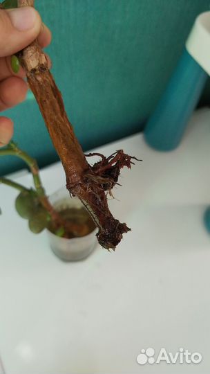 Денежное дерево