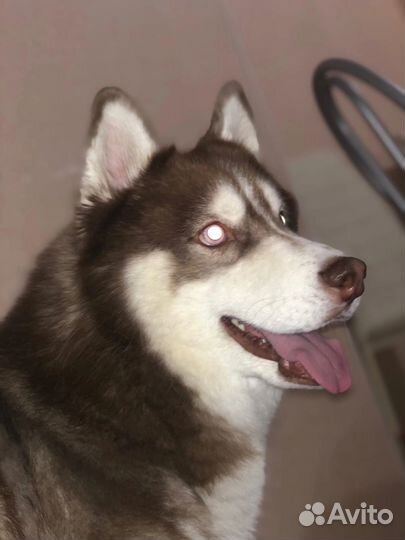 Вязка кобель Хаски Сибирский