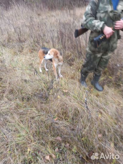 Охотничьи собаки