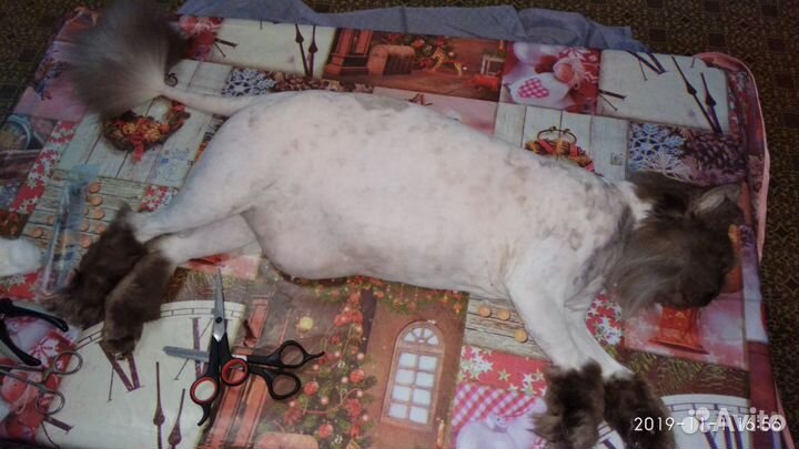 Стрижка кошек,вакцинация,кастрация,ветеринарный вр