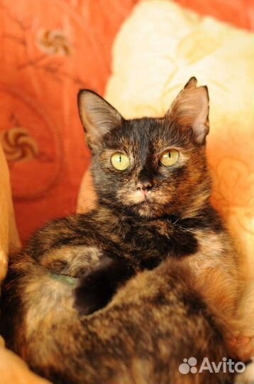 Кошки в добрые руки бесплатно