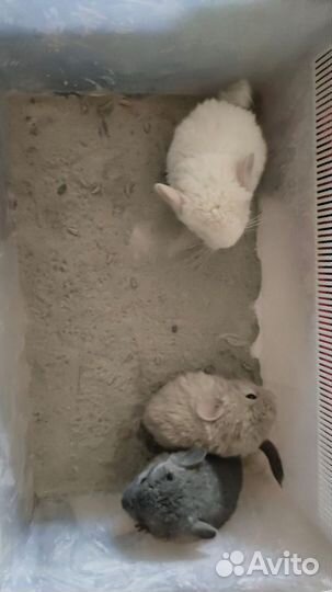 Шиншилла голубой, белый, серый