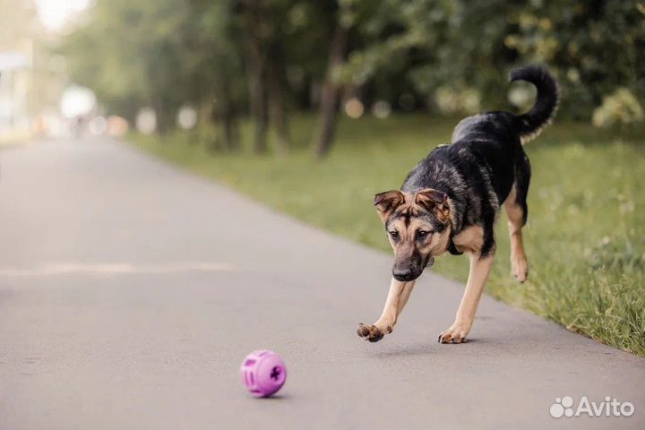 Собака щенок в добрые руки бесплатно/в дар
