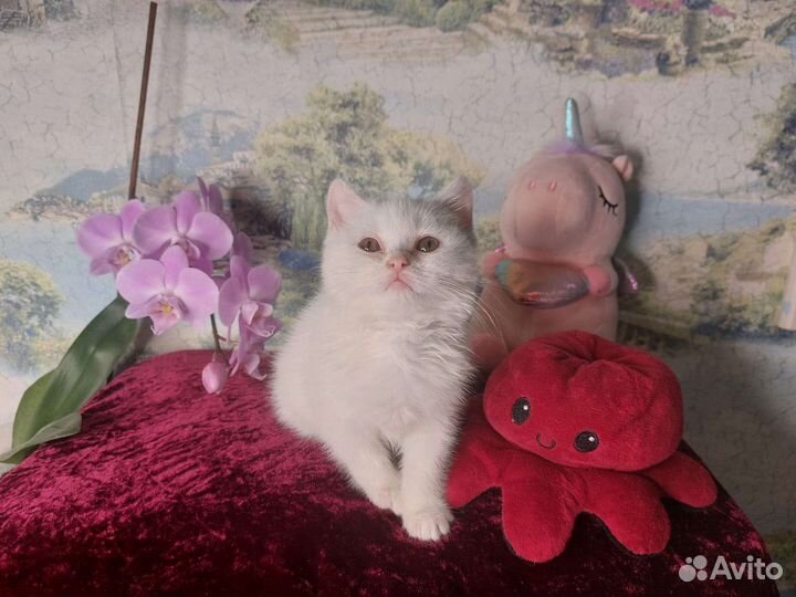 Британский котёнок