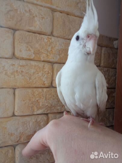 Корелла птенец,ручной говорящий