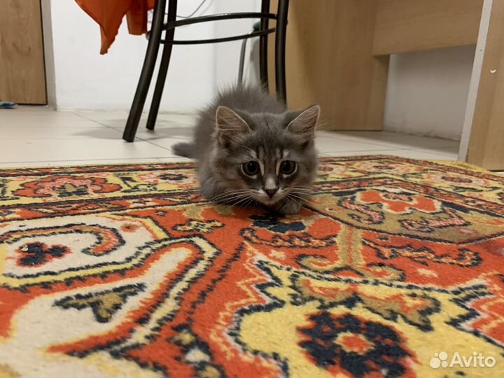 Кошка в дар бесплатно