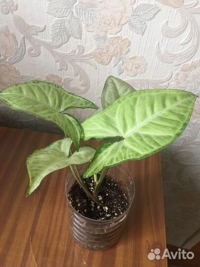 Сингониумы сортовые