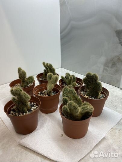 Кактус