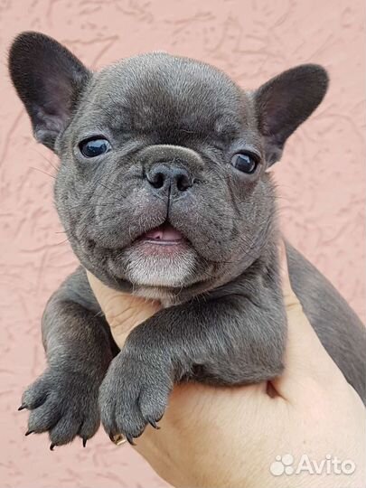 Французский бульдог щенки голубой