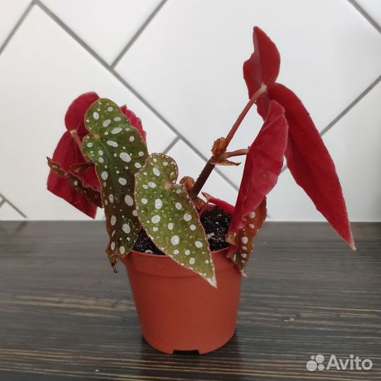 Бегония Макулата в горшке