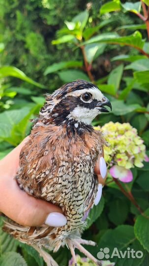 Виргинские перепела