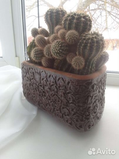 Кактусы и суккуленты