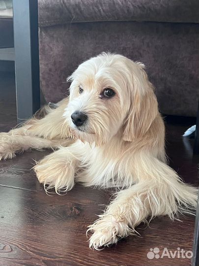 Собаки бесплатно