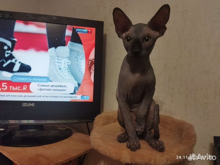 Котята сфинксинята