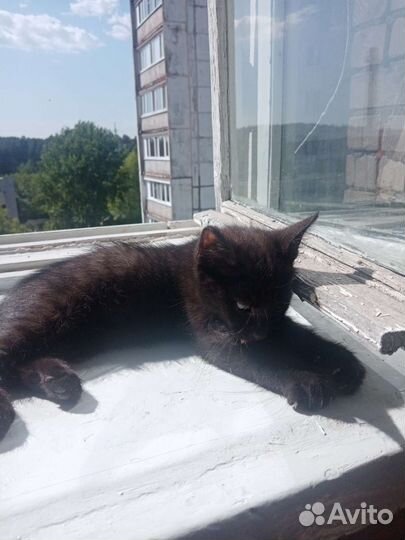 Отдам катенка в хорошие руки