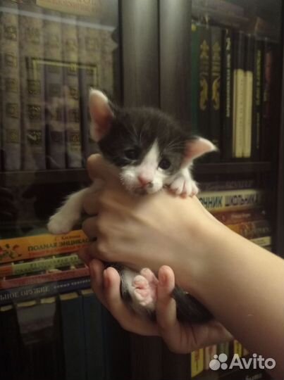 Котенок ориентал