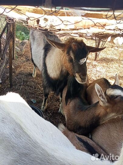 Альпийские козлята