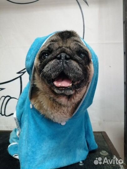 Стрижка собак и кошек